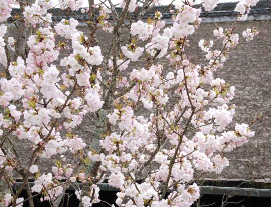 地主神社　桜