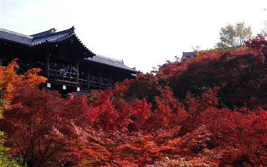 東福寺　洗玉澗から見る紅葉