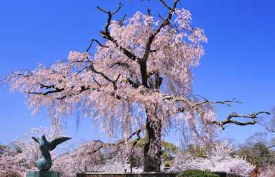 円山公園桜
