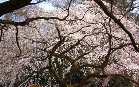 京都御所　桜