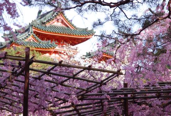 平安神宮　神苑のしだれ桜