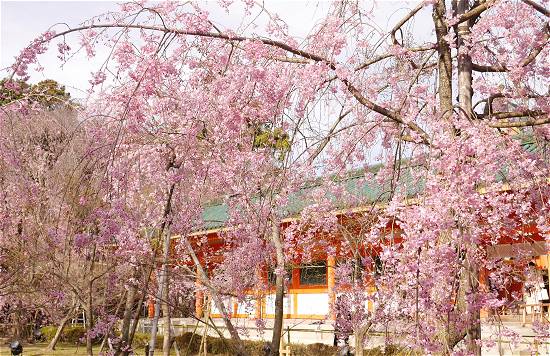 平安神宮　神苑の桜