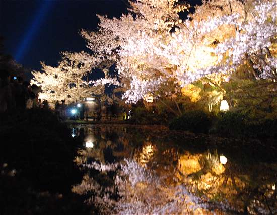 清水寺　放生池　桜ライトアップ
