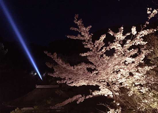 清水寺　サーチライトと桜