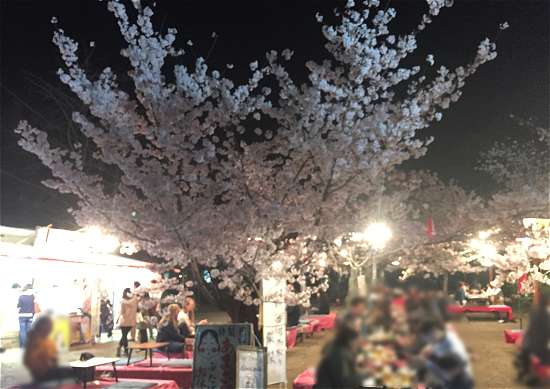 円山公園　夜桜宴会