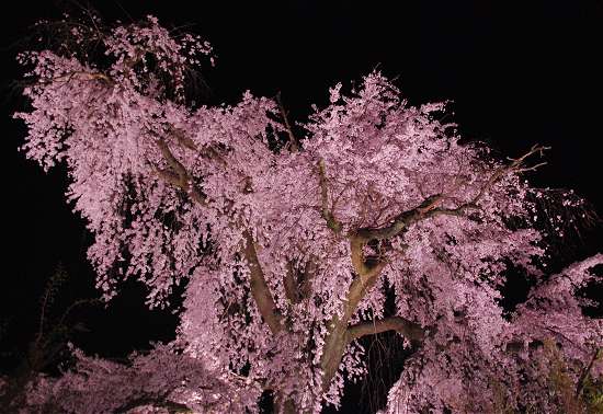 円山公園　しだれ桜