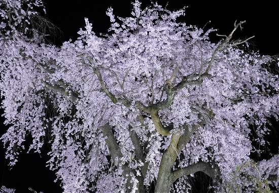 円山公園　夜桜ライトアップ