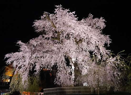 円山公園　しだれ桜　ライトアップ