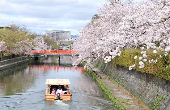 岡崎の桜　船
