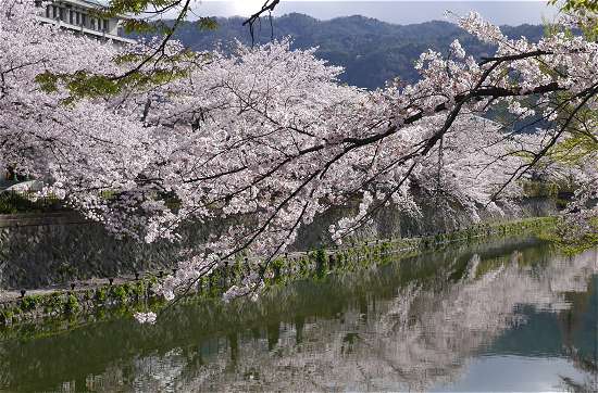 岡崎の桜　見ごろ