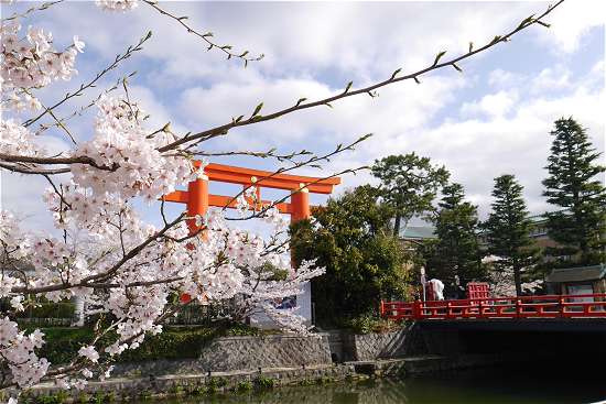 岡崎の桜と赤鳥居