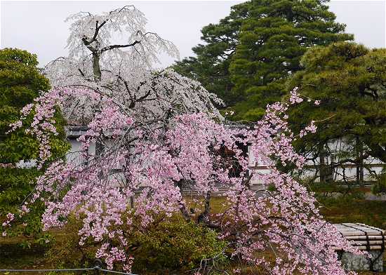 京都御所　一般公開桜