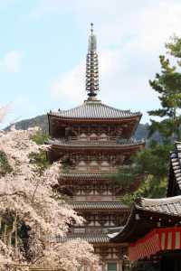 醍醐寺の五重塔と桜　花見