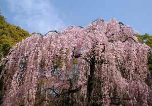 京都御苑　糸桜