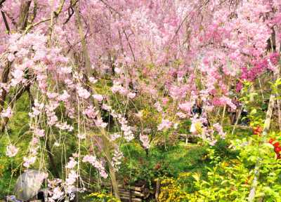 原谷苑の桜