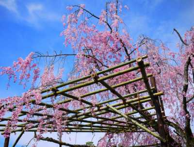 平安神宮　枝垂桜