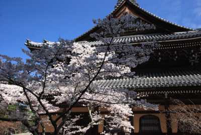南禅寺の桜　法堂
