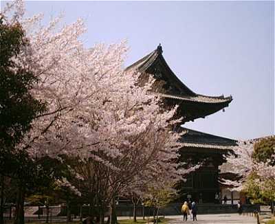東寺の桜　金堂
