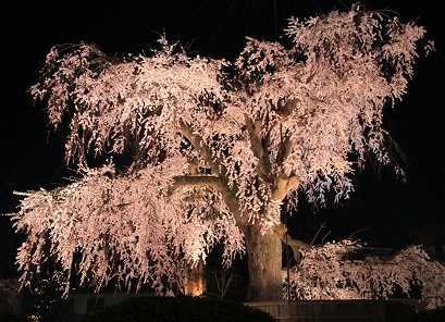 円山公園　夜桜