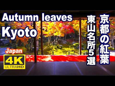 4K 京都の紅葉 JAPAN Autumn Leaves Kyoto 京都観光 旅行 清水寺 東福寺 永観堂 圓光寺 Travel