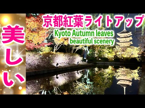 京都紅葉ライトアップ　東寺【高画質4K】京都旅行　夜間拝観｜KYOTO Beautiful Japanese autumn leaves.Toji Temple