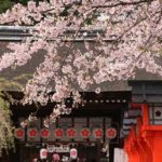 京都早咲き桜　平野神社