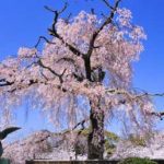 円山公園桜