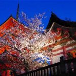 清水寺　三重塔と桜のライトアップ
