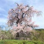 京都桜おすすめ