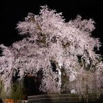 円山公園　しだれ桜　ライトアップ