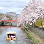 岡崎の桜　船